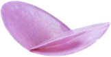 Essbare Blüten aus Waffelpapier, Blätter und Zuckerperlen